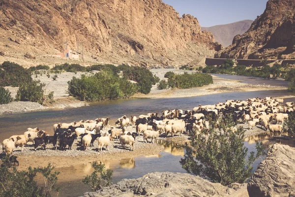 Moutons dans le paysage marocain — Photo