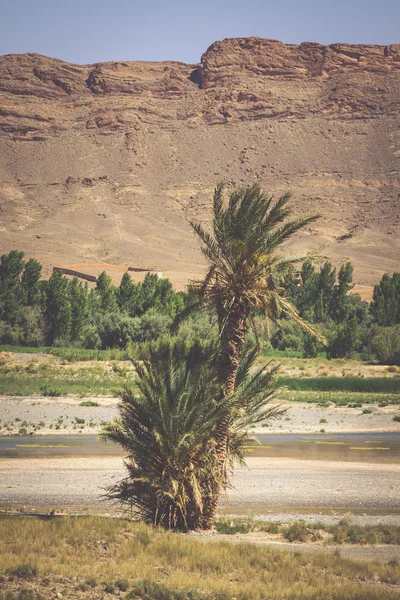 Wide view of canyon and cultivated fields and palms in Errachidi — Stock Photo, Image