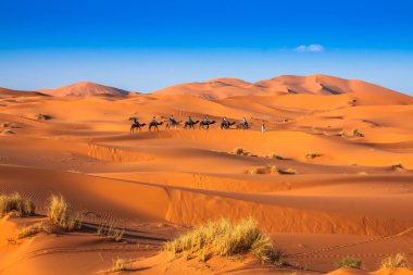 Camel caravan going through the sand dunes in the Sahara Desert, clipart