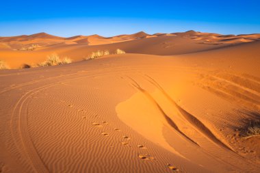 Sand dunes in the Sahara Desert, Merzouga, Morocco clipart