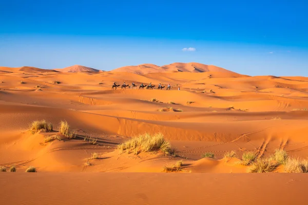 Kameel caravan gaan door de duinen in de Saharawoestijn, — Stockfoto