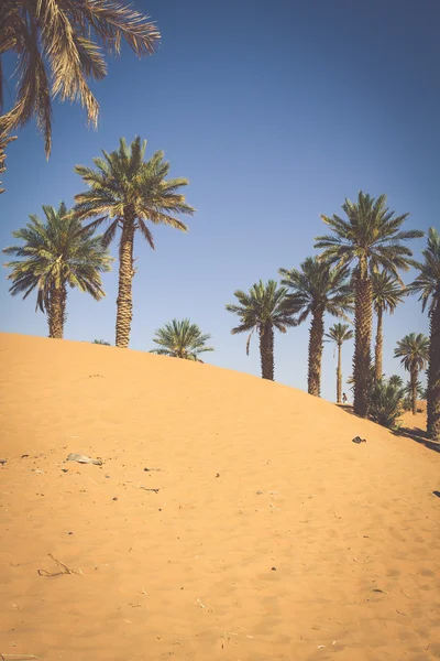 Palmy w Erg Chebbi, na zachodnim skraju Sahara Deser — Zdjęcie stockowe