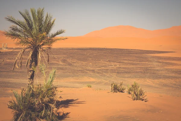 位于撒哈拉沙漠西缘的 erg chebbi 的棕榈树 — 图库照片