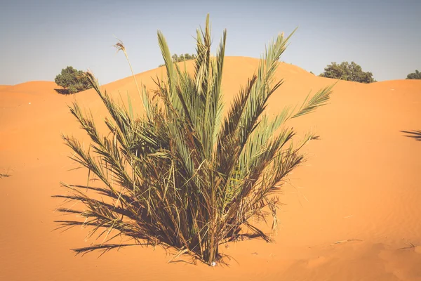 Пальмовое дерево в Эрг-Шебби, на западной окраине пустыни Фара — стоковое фото
