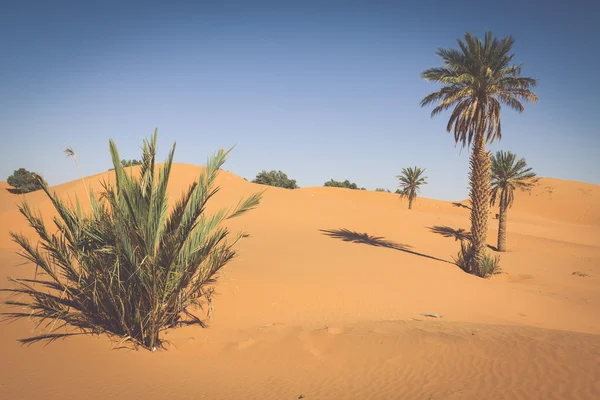 Palm tree in Erg Chebbi, at the western edge of the Sahara Deser — Stock Photo, Image