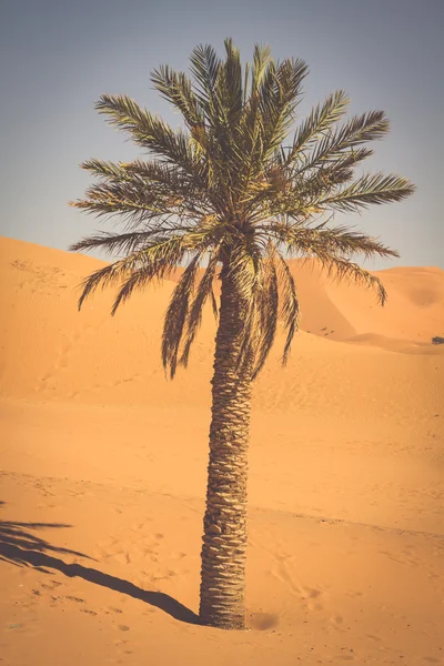 Palmeira em Erg Chebbi, na borda ocidental do deserto do Saara — Fotografia de Stock