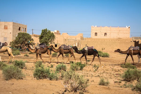 Cammello carovana sul deserto del Sahara, Merzouga — Foto Stock