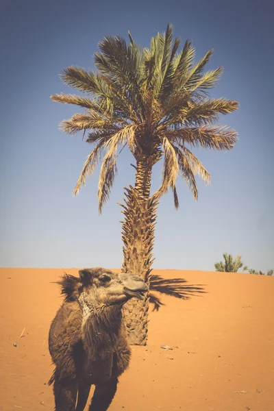 Dunes Erg Chebbi perto de Merzouga, Marrocos Camelos usados para passeios i — Fotografia de Stock