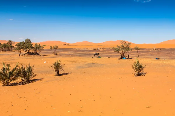 Palm trees and sand dunes in the Sahara Desert, Merzouga, Morocc — Stock Photo, Image