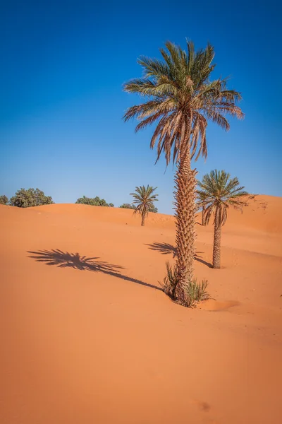 Palm trees and sand dunes in the Sahara Desert, Merzouga, Morocc — Stock Photo, Image