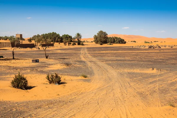 Palm trees and sand dunes in the Sahara Desert, Merzouga, Morocc — Stock Photo, Image