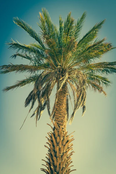 Palm tree in Erg Chebbi, at the western edge of the Sahara Deser — Stock Photo, Image