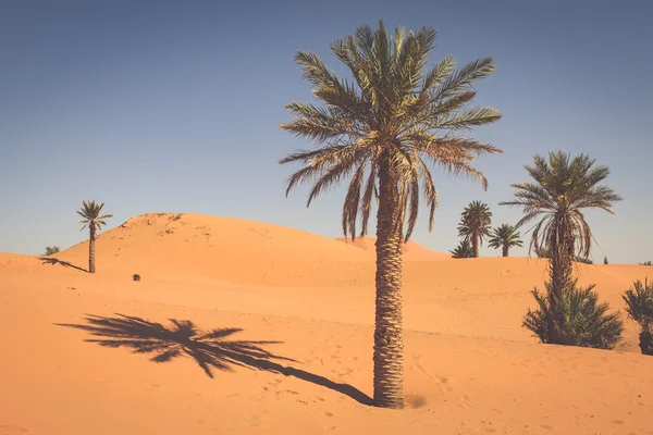 Palmeiras e dunas de areia no deserto do Saara, Merzouga, Marrocos — Fotografia de Stock