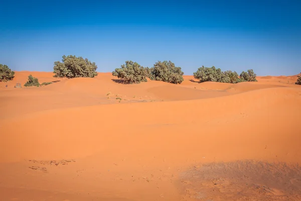 Palmeiras e dunas de areia no deserto do Saara, Merzouga, Marrocos — Fotografia de Stock