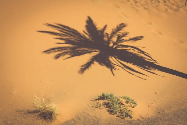 Пальмовое дерево в Эрг-Шебби, на западной окраине пустыни Фара — стоковое фото