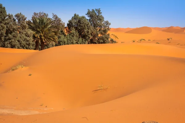 Sand dunes in the Sahara Desert, Merzouga, Morocco — Stock Photo, Image