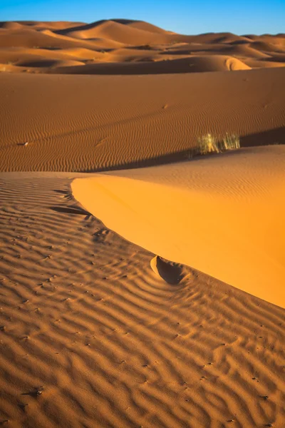 Desert dune at Erg Chebbi near Merzouga in Morocco. — Stock Photo, Image