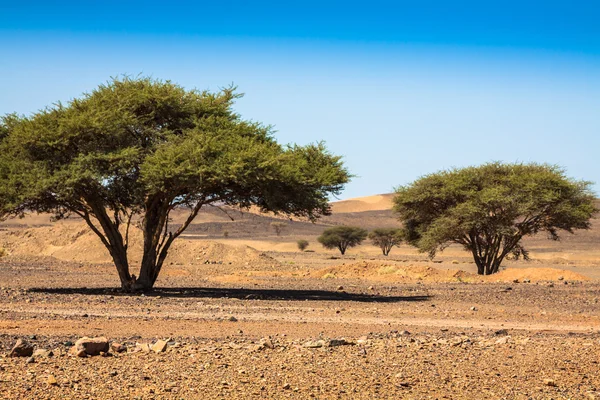 Lonely tree in desert Morocco — Stock Photo, Image