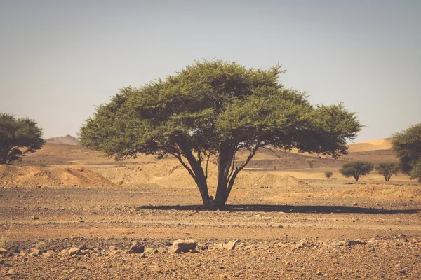 Árvore solitária no deserto Marrocos — Fotografia de Stock