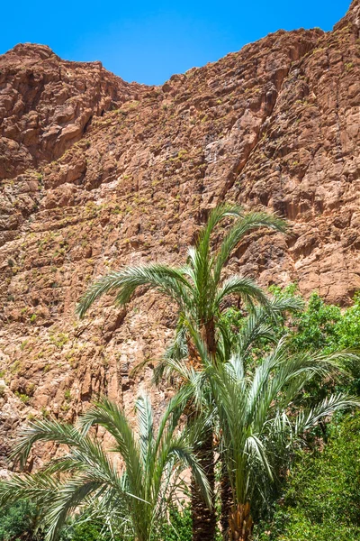 Todgha Gorge, a canyon in the High Atlas Mountains in Morocco, n — Stock Photo, Image