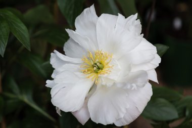 Güzel bir çiçek Üstten Görünüm