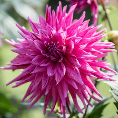 Güzel bir çiçek Üstten Görünüm