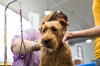 Quattrozampeinfiera Milan, İtalya, köpek damat