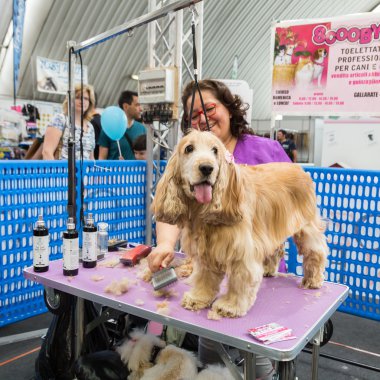 Quattrozampeinfiera Milan, İtalya, köpek damat