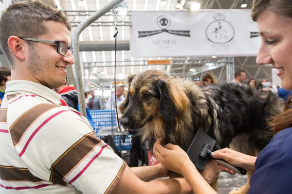 Dog grooming at Quattrozampeinfiera in Milan, Italy — Stock Photo, Image