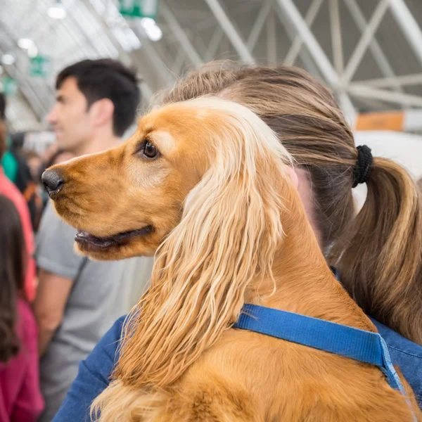 Cute dog at Quattrozampeinfiera in Milan, Italy — Stock Photo, Image