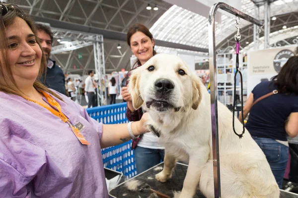 Dog grooming at Quattrozampeinfiera in Milan, Italy