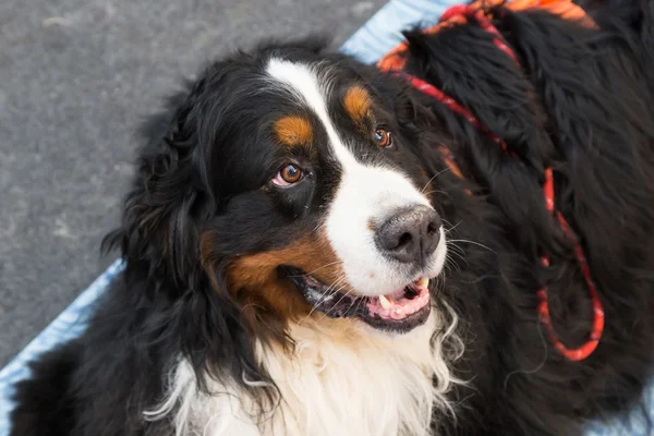 Cão bonito em Quattrozampeinfiera em Milão, Itália — Fotografia de Stock