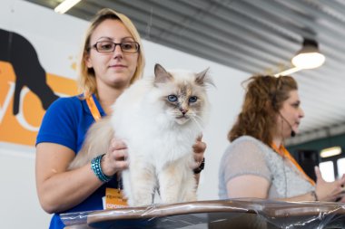 güzel kedi quattrozampeinfiera Milano, İtalya