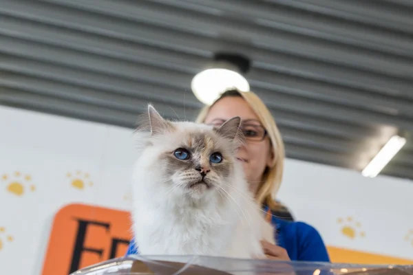 Hermoso gato en Quattrozampeinfiera en Milán, Italia — Foto de Stock