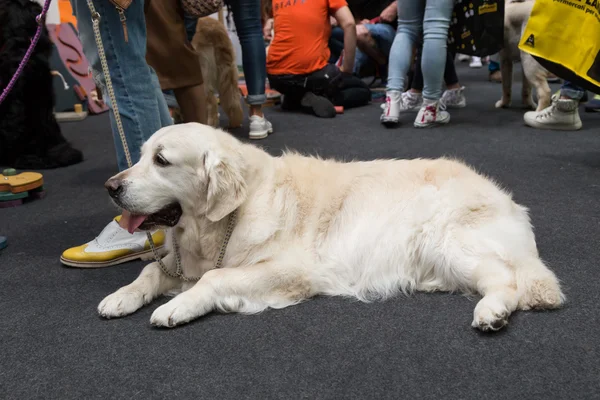 Lindo perro en Quattrozampeinfiera en Milán, Italia — Foto de Stock