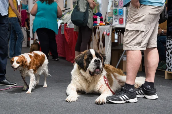 Cão bonito em Quattrozampeinfiera em Milão, Itália — Fotografia de Stock