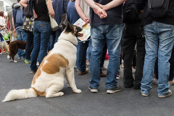 Cão bonito em Quattrozampeinfiera em Milão, Itália — Fotografia de Stock