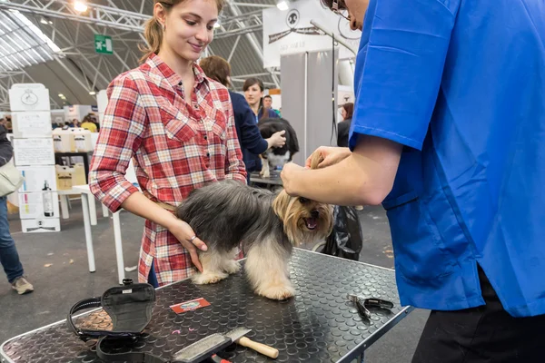 イタリア、ミラノの Quattrozampeinfiera で犬の毛づくろい — ストック写真