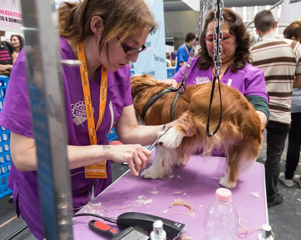 Dog grooming at Quattrozampeinfiera in Milan, Italy — Stock Photo, Image