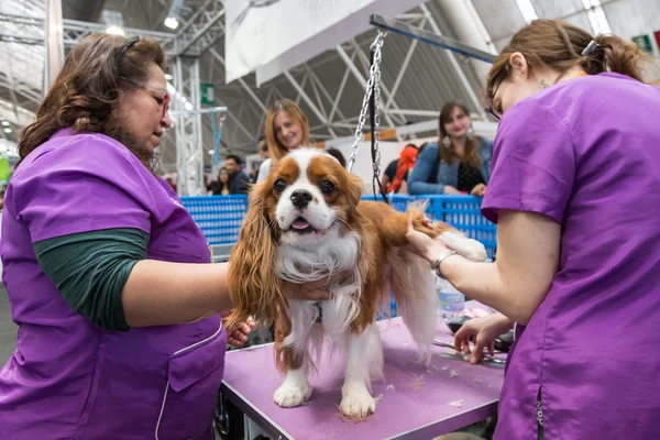 Preparação de cães em Quattrozampeinfiera em Milão, Itália — Fotografia de Stock