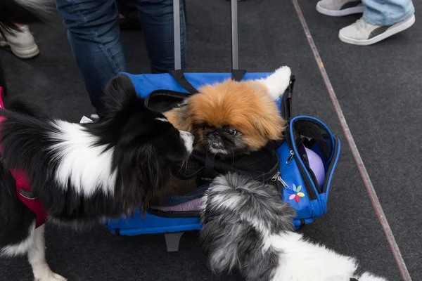 Lindos perros en Quattrozampeinfiera en Milán, Italia —  Fotos de Stock