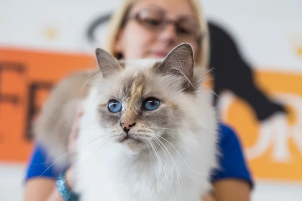 Gato bonito em Quattrozampeinfiera em Milão, Itália — Fotografia de Stock