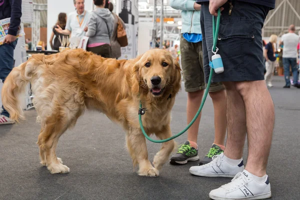 Lindo perro en Quattrozampeinfiera en Milán, Italia — Foto de Stock