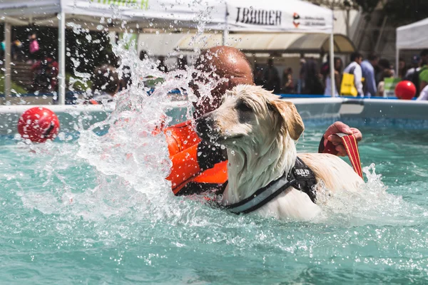 Hond in het zwembad van Quattrozampeinfiera in Milaan, Italië — Stockfoto