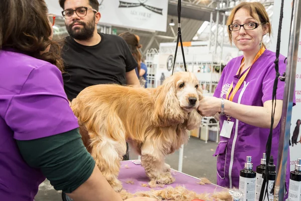 Dog grooming at Quattrozampeinfiera in Milan, Italy — Stock Photo, Image