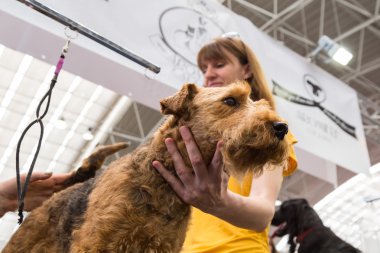 Quattrozampeinfiera Milan, İtalya, köpek damat