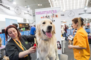Quattrozampeinfiera Milan, İtalya, köpek damat