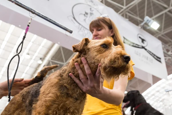 Aseo de perros en Quattrozampeinfiera en Milán, Italia —  Fotos de Stock