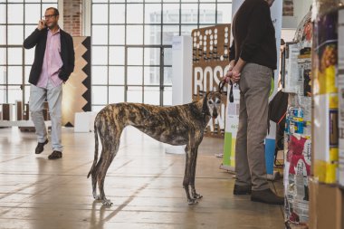 Fuorisalone Milano Design Week 2015 sırasında köpeğe