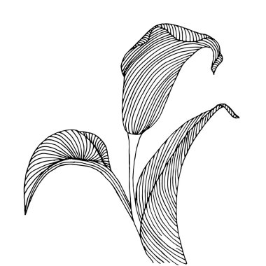 Calla çiçek arka plan